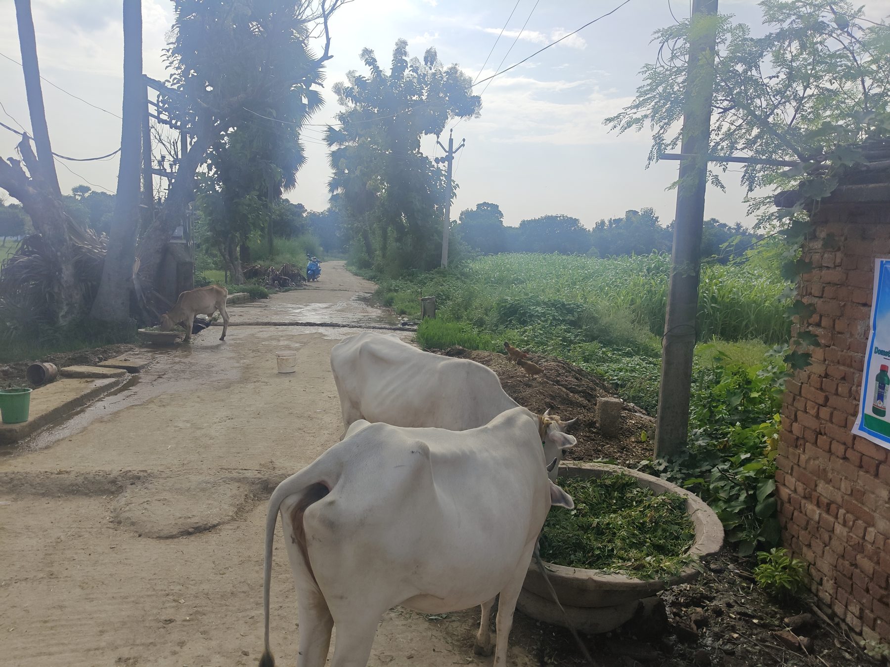Bhagalpur, Bihar